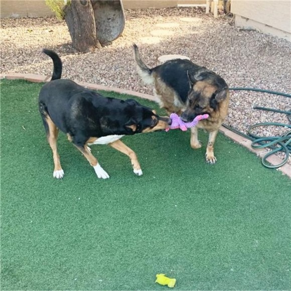 5 Pack Plush Toys Assortment Value Bundle Puppy Pet Mutt Squeak Toy for Dogs - Picture 4 of 6